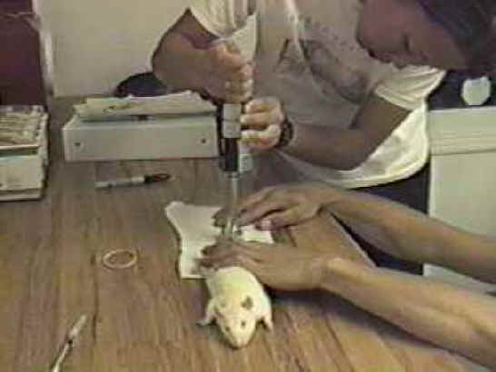 http://www.all-creatures.org/anex/mice-res-03.jpg