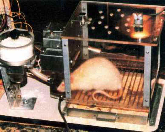 Mice and Rats - Research - 04