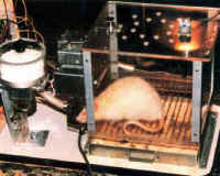 Mice and Rats - Research - 04