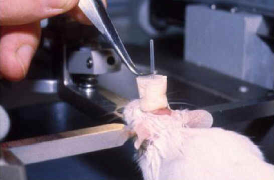 Mice and Rats - Research - 06