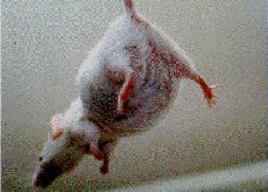 Mice and Rats - Research - 10