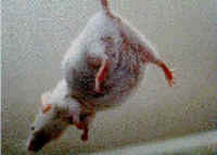 Mice and Rats - Research - 10