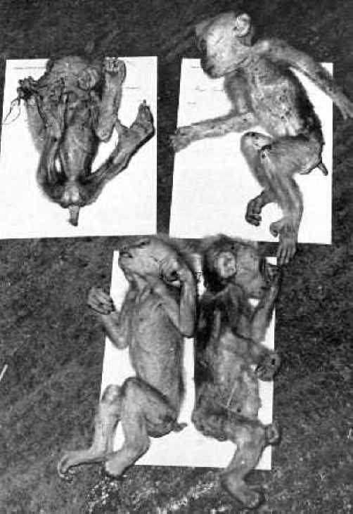 Monkeys and Other Primates - Baby-03