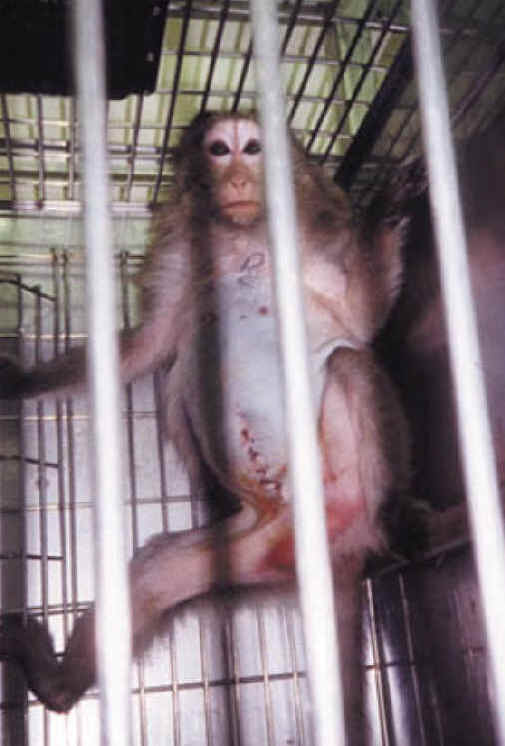 http://www.all-creatures.org/anex/monkey-cage-05.jpg