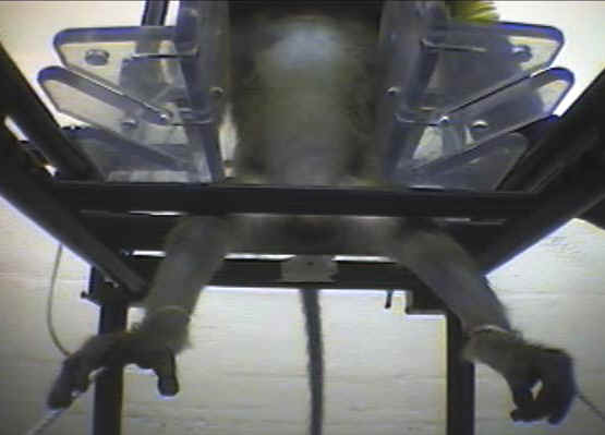 Monkeys and Other Primates - Restraint Chair - 20