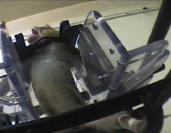 Monkeys and Other Primates - Restraint Chair - 21