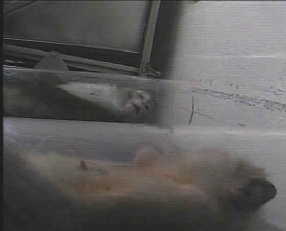 Monkeys and Other Primates - Experiment - 25