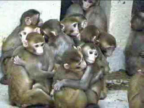 Monkeys and Other Primates - Group-01 - Animal ...