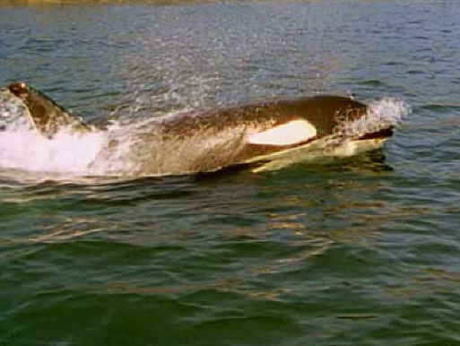 Orca Exploitation - Wishful Thinking - 01