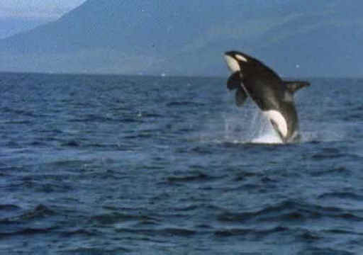 Orca Exploitation - Wishful Thinking - 02