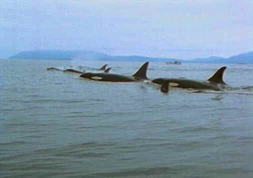 Orca Exploitation - Wishful Thinking - 03