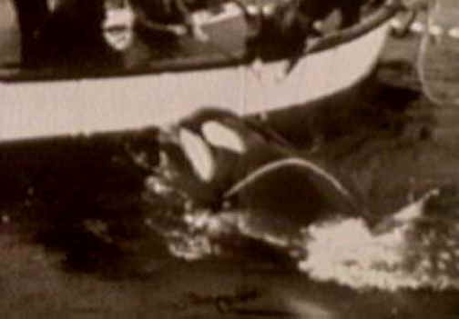 Orca Exploitation - Entertainment - 03