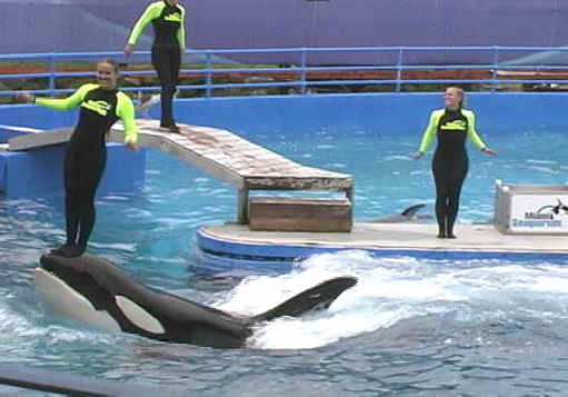 Orca Exploitation - Entertainment - 06