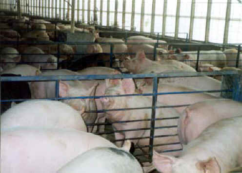 Pig Exploitation - Factory Farming - 05