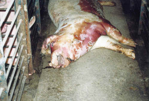 (Pig - Factory Farming - 12) This dead pig was dragged from his or her 