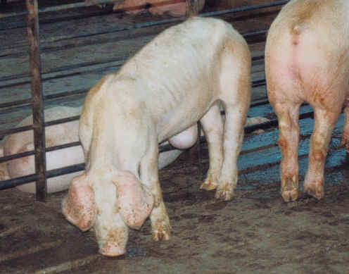 Pig Exploitation - Factory Farming - 13