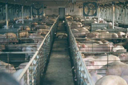 Pig Exploitation - Factory Farming - 26
