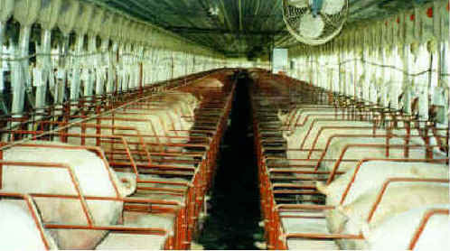 Pig Exploitation - Gestation Crates - 08