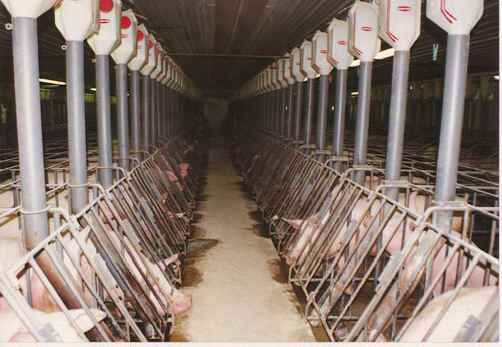 Pig Exploitation - Gestation Crates - 09