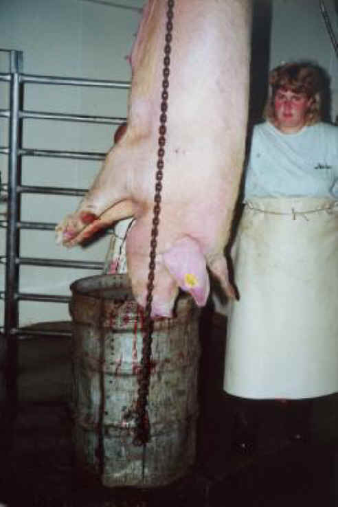 زن خیکی مسئول آویزان کردن خوک بدبخت از پاهایش می باشد