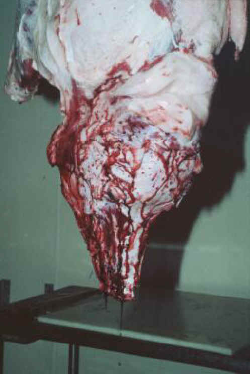 Pig Exploitation - Slaughter - 07