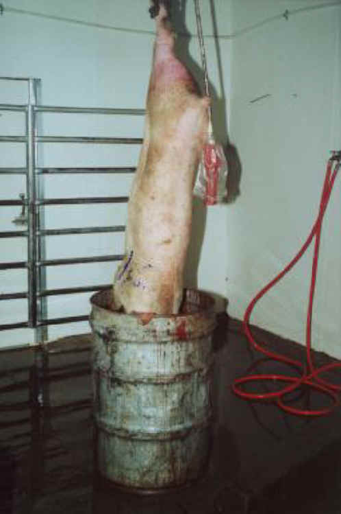 Pig Exploitation - Slaughter - 08
