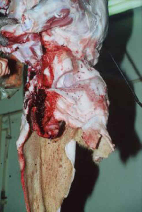 Pig Exploitation - Slaughter - 13