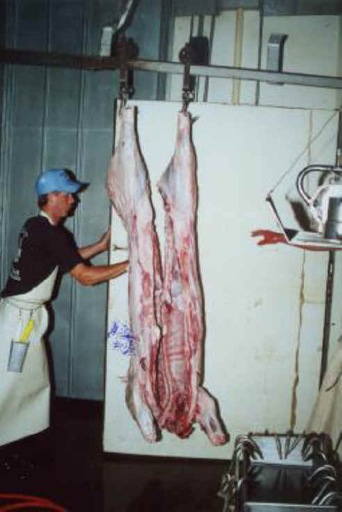 Pig Exploitation - Slaughter - 15