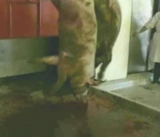 Pig Exploitation - Slaughter - 22