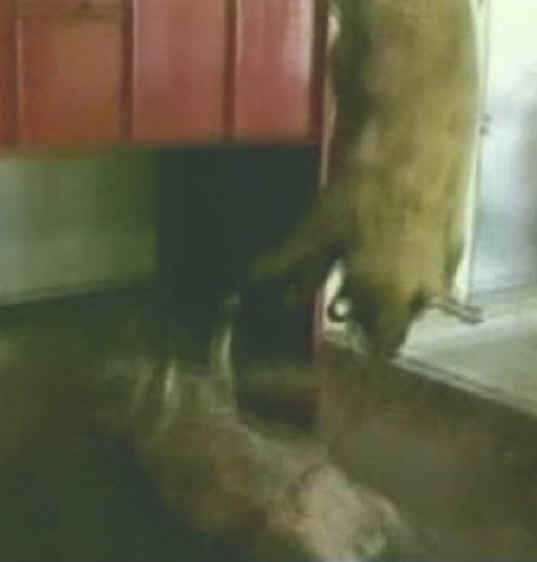 Pig Exploitation - Slaughter - 25