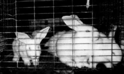 Rabbit Exploitation - Meat - 02
