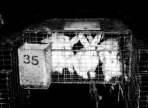 Rabbit Exploitation - Meat - 04
