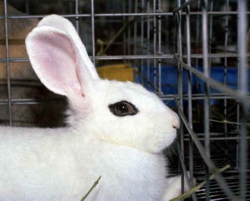 Rabbit Exploitation - Meat - 06