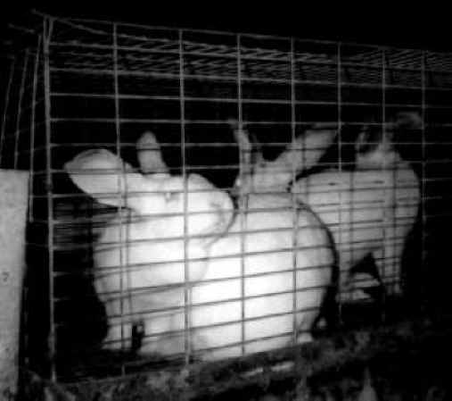 Rabbit Exploitation - Meat - 07