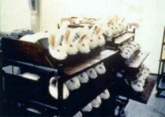 Rabbit Exploitation - Testing - 18