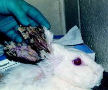 Rabbit Exploitation - Testing - 20