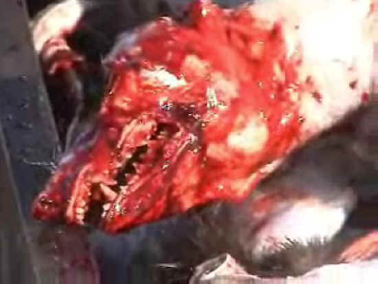 Raccoon Dogs - Fur - 34