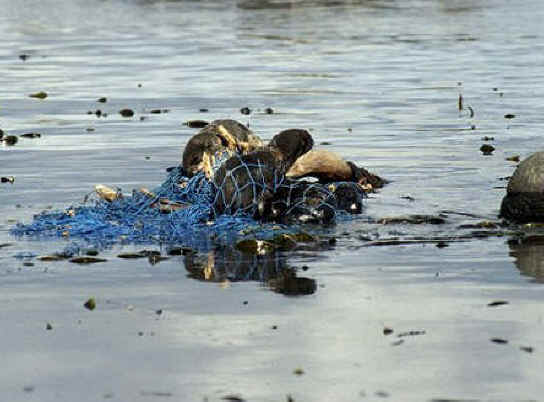 Seals - Fishing - 02
