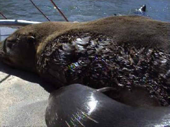 Seals - Fishing - 05