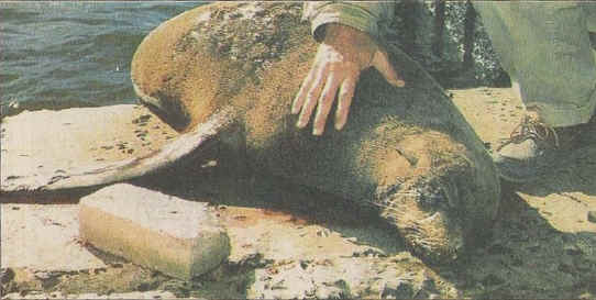 Seals - Fishing - 08