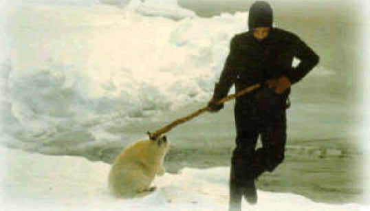 http://www.all-creatures.org/anex/seal-fur-09.jpg