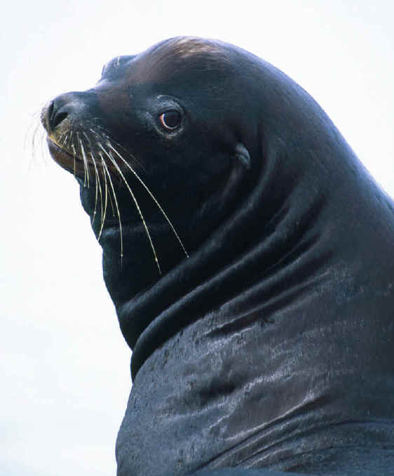 Seals - Wishful Thinking - Sea Lion