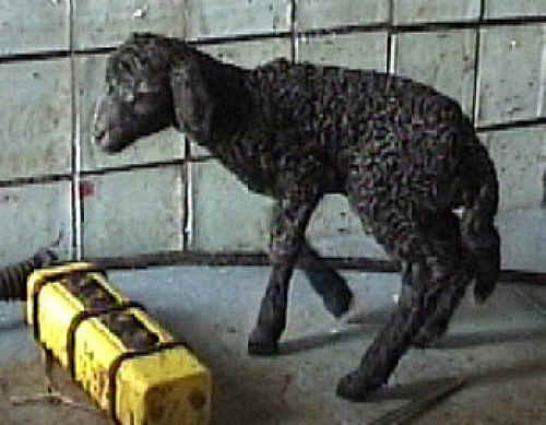 Sheep and Lambs - Persian Lamb Fur-02