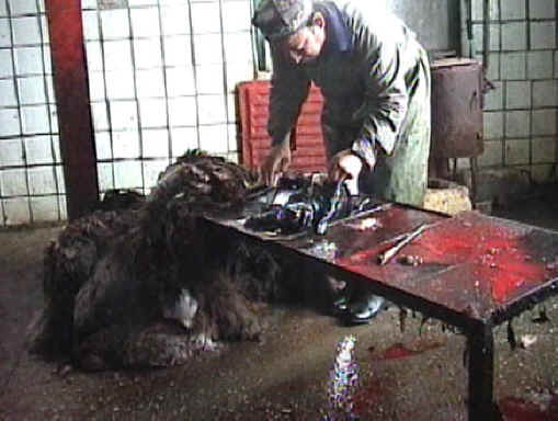 Sheep and Lambs - Persian Lamb Fur-04