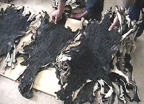 Sheep and Lambs - Persian Lamb Fur-05