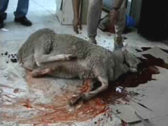 Sheep and Lambs - Slaughter - 06