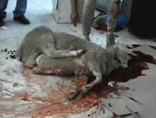http://www.all-creatures.org/anex/sheep-slaughter-07.jpg