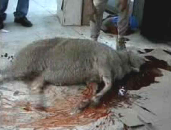 Sheep and Lambs - Slaughter - 08