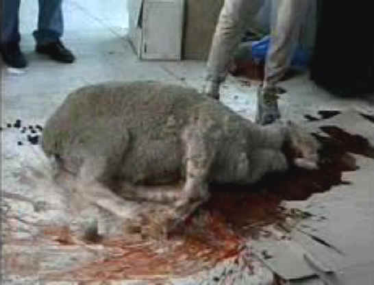 Sheep and Lambs - Slaughter - 10