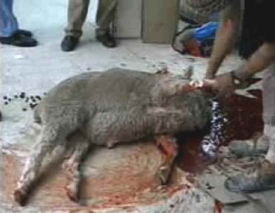 Sheep and Lambs - Slaughter - 12